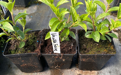 Hortensja bukietowa Vanille Fraise doniczka 1L Hortensja bukietowa Vanille Fraise doniczka 1L