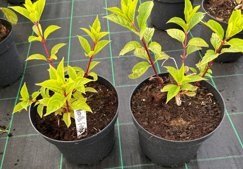 Hortensja bukietowa Vanille Fraise doniczka 3L Hortensja bukietowa Vanille Fraise doniczka 3L