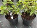 Hortensja bukietowa Vanille Fraise doniczka 3L