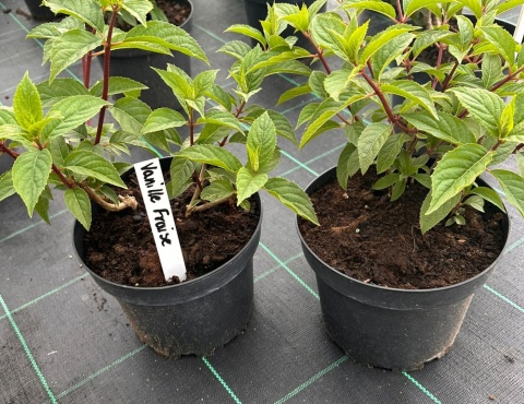 Hortensja bukietowa Vanille Fraise doniczka 3L Hortensja bukietowa Vanille Fraise doniczka 3L