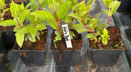 Hortensja bukietowa Wim's Red doniczka 1L