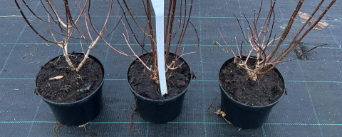 Hortensja drzewiasta Lime Rickey Limonkowa Annabelle doniczka 2L Hortensja drzewiasta Lime Rickey Limonkowa Annabelle doniczka 2L