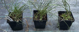 Janowiec włosisty Yellow Spreader doniczka 0,5L