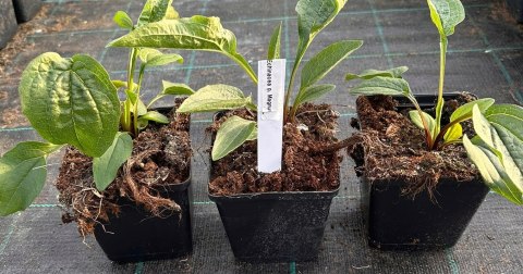 Jeżówka Purpurowa Magnus Echinacea Łatwa w Uprawie doniczka 1L Jeżówka Purpurowa Magnus Echinacea Łatwa w Uprawie doniczka 1L
