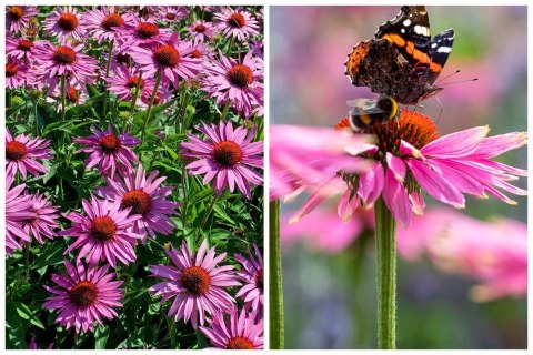 Jeżówka Purpurowa Magnus Echinacea Łatwa w Uprawie doniczka 1L Jeżówka Purpurowa Magnus Echinacea Łatwa w Uprawie doniczka 1L