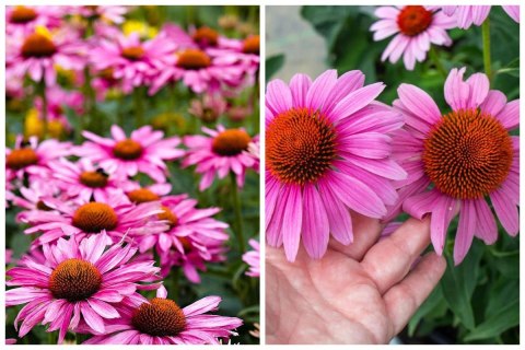 Jeżówka Purpurowa Magnus Echinacea Łatwa w Uprawie doniczka 1L Jeżówka Purpurowa Magnus Echinacea Łatwa w Uprawie doniczka 1L