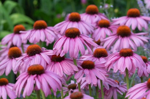 Jeżówka Purpurowa Magnus Echinacea Łatwa w Uprawie doniczka 1L Jeżówka Purpurowa Magnus Echinacea Łatwa w Uprawie doniczka 1L