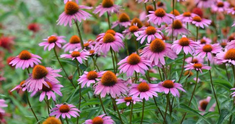 Jeżówka Purpurowa Magnus Echinacea Łatwa w Uprawie doniczka 1L Jeżówka Purpurowa Magnus Echinacea Łatwa w Uprawie doniczka 1L