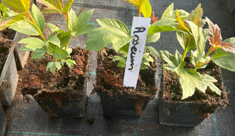 Kalina koralowa Roseum Śnieżne Kule doniczka 0,5L Kalina koralowa Roseum Śnieżne Kule doniczka 0,5L