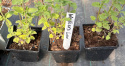 Kocimiętka Nepeta Przeciwko Komarom doniczka 0,5L