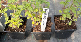 Kocimiętka Nepeta Przeciwko Komarom doniczka 0,5L