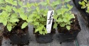 Kocimiętka Nepeta Przeciwko Komarom doniczka 0,5L Kocimiętka Nepeta Przeciwko Komarom doniczka 0,5L