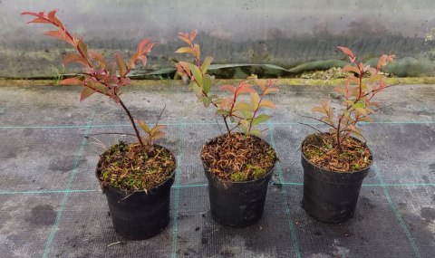 Lagerstroemia Indyjska Kiss Milarosso Jedyna Niska Odmiana doniczka 0,5L Lagerstroemia Indyjska Kiss Milarosso Jedyna Niska Odmiana doniczka 0,5L