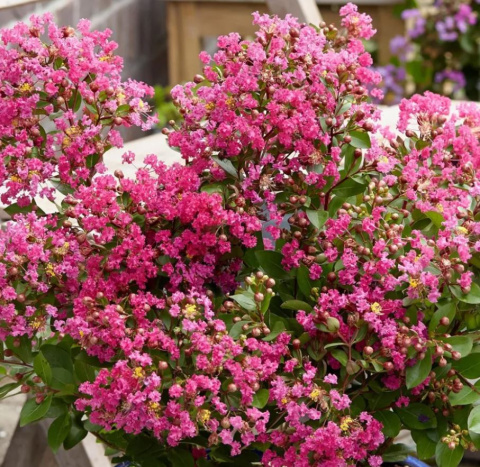 Lagerstroemia Indyjska Kiss Milarosso Jedyna Niska Odmiana doniczka 0,5L Lagerstroemia Indyjska Kiss Milarosso Jedyna Niska Odmiana doniczka 0,5L
