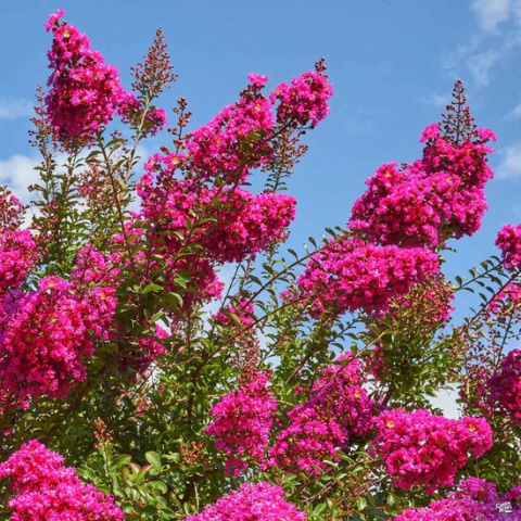 Lagerstroemia Indyjska Kiss Milarosso Jedyna Niska Odmiana doniczka 0,5L Lagerstroemia Indyjska Kiss Milarosso Jedyna Niska Odmiana doniczka 0,5L