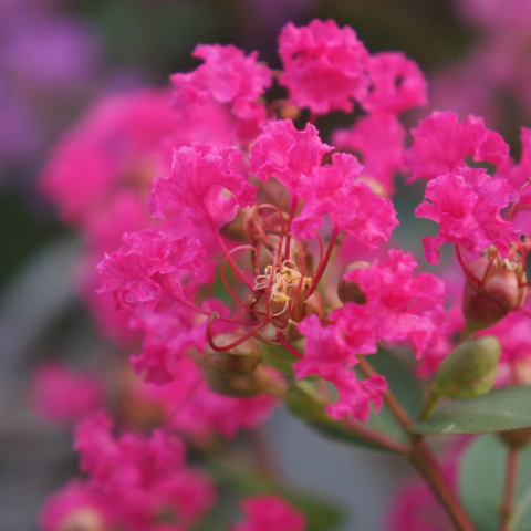 Lagerstroemia Indyjska Kiss Milarosso Jedyna Niska Odmiana doniczka 0,5L Lagerstroemia Indyjska Kiss Milarosso Jedyna Niska Odmiana doniczka 0,5L