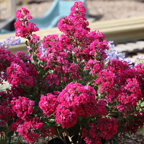 Lagerstroemia Indyjska Kiss Milarosso Jedyna Niska Odmiana doniczka 0,5L Lagerstroemia Indyjska Kiss Milarosso Jedyna Niska Odmiana doniczka 0,5L