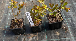 Lagerstroemia Red Imperator doniczka 0,5L