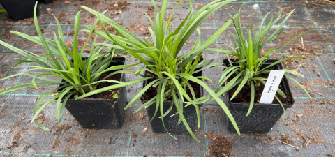 Liriope szafirkowata Big Blue doniczka 1L Liriope szafirkowata Big Blue doniczka 1L