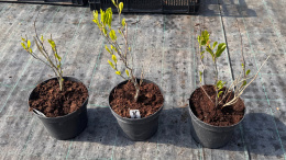 Magnolia Susan Wyjątkowe Kwiaty doniczka 2L