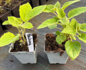 Paulownia Tlenowe Drzewko doniczka 0,5L Paulownia Tlenowe Drzewko doniczka 0,5L