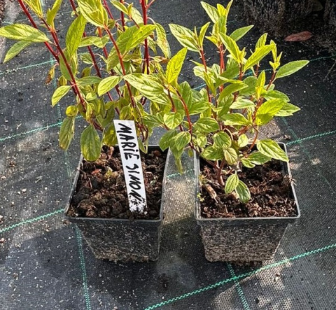 Prusznik blady Marie Simon doniczka 0,5L Prusznik blady Marie Simon doniczka 0,5L
