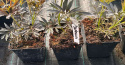 Sambucus Nigra Bez Czarny Odstrasza Szkodniki i Komary doniczka 0,5L Sambucus Nigra Bez Czarny Odstrasza Szkodniki i Komary doniczka 0,5L