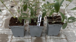 Budleja Flower Power Dwukolorowa doniczka 1L