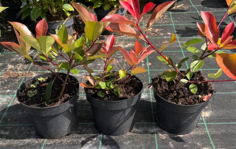 Głogownik Frasera Red Robin Photinia Zimozielony Czerwone Liście Doniczka 2L Głogownik Frasera Red Robin Photinia Zimozielony Czerwone Liście Doniczka 2L