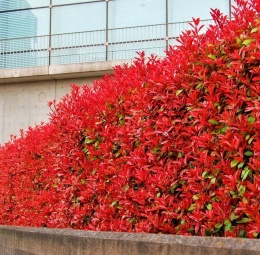 Głogownik Frasera Red Robin Photinia Zimozielony Czerwone Liście Doniczka 2L