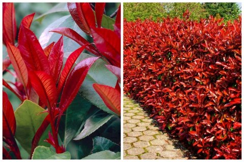 Głogownik Frasera Red Robin Photinia Zimozielony Czerwone Liście Doniczka 2L Głogownik Frasera Red Robin Photinia Zimozielony Czerwone Liście Doniczka 2L