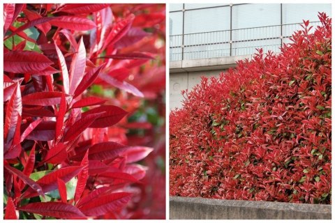 Głogownik Frasera Red Robin Photinia Zimozielony Czerwone Liście Doniczka 2L Głogownik Frasera Red Robin Photinia Zimozielony Czerwone Liście Doniczka 2L