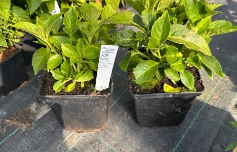 Hortensja ogrodowa Masja doniczka 0,5L Hortensja ogrodowa Masja doniczka 0,5L