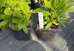 Hortensja ogrodowa Nikko Blue doniczka 0,5L