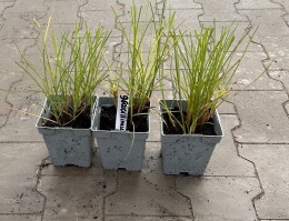Miskant chiński Gracillimus doniczka 1L