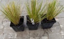 Ostnica Pony Tails doniczka 1L