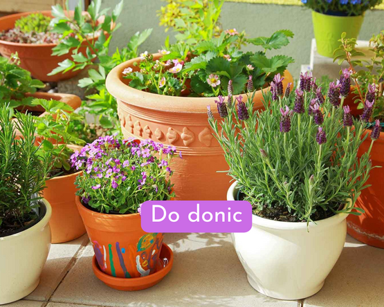 Rośliny do donic