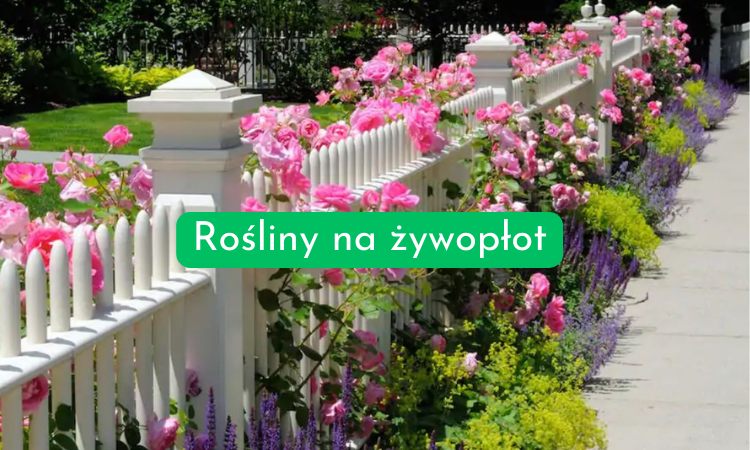 Rośliny żywopłot